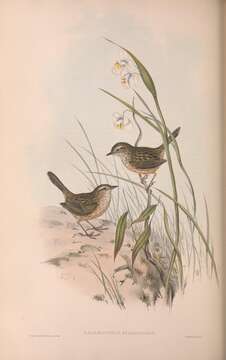Image of Calamanthus Gould 1838