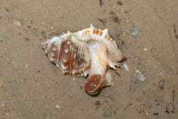 Image of frog shells