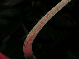 Image of Heliconia marginata (Griggs) Pittier