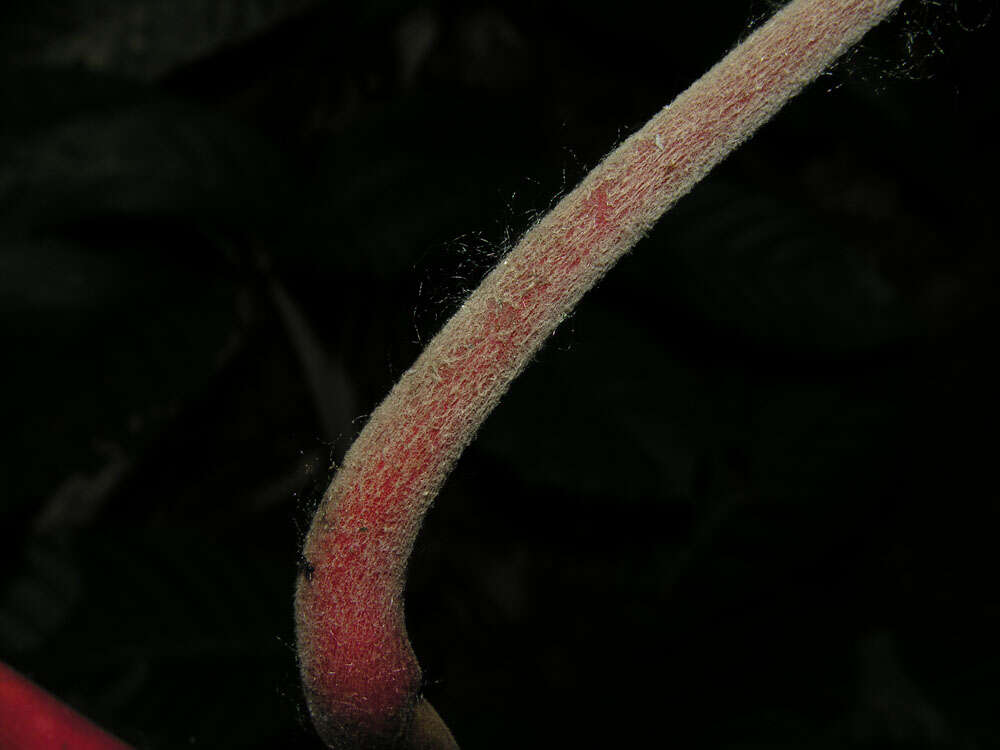 Image of Heliconia marginata (Griggs) Pittier