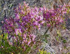 Image of Erica multumbellifera Tausch