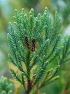 Image of dacrycarpus