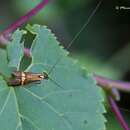 Image of Longhorn Moth