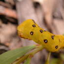 Image of Capusa cuculloides Felder 1868