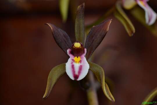 Image of Cymbidium atropurpureum (Lindl.) Rolfe