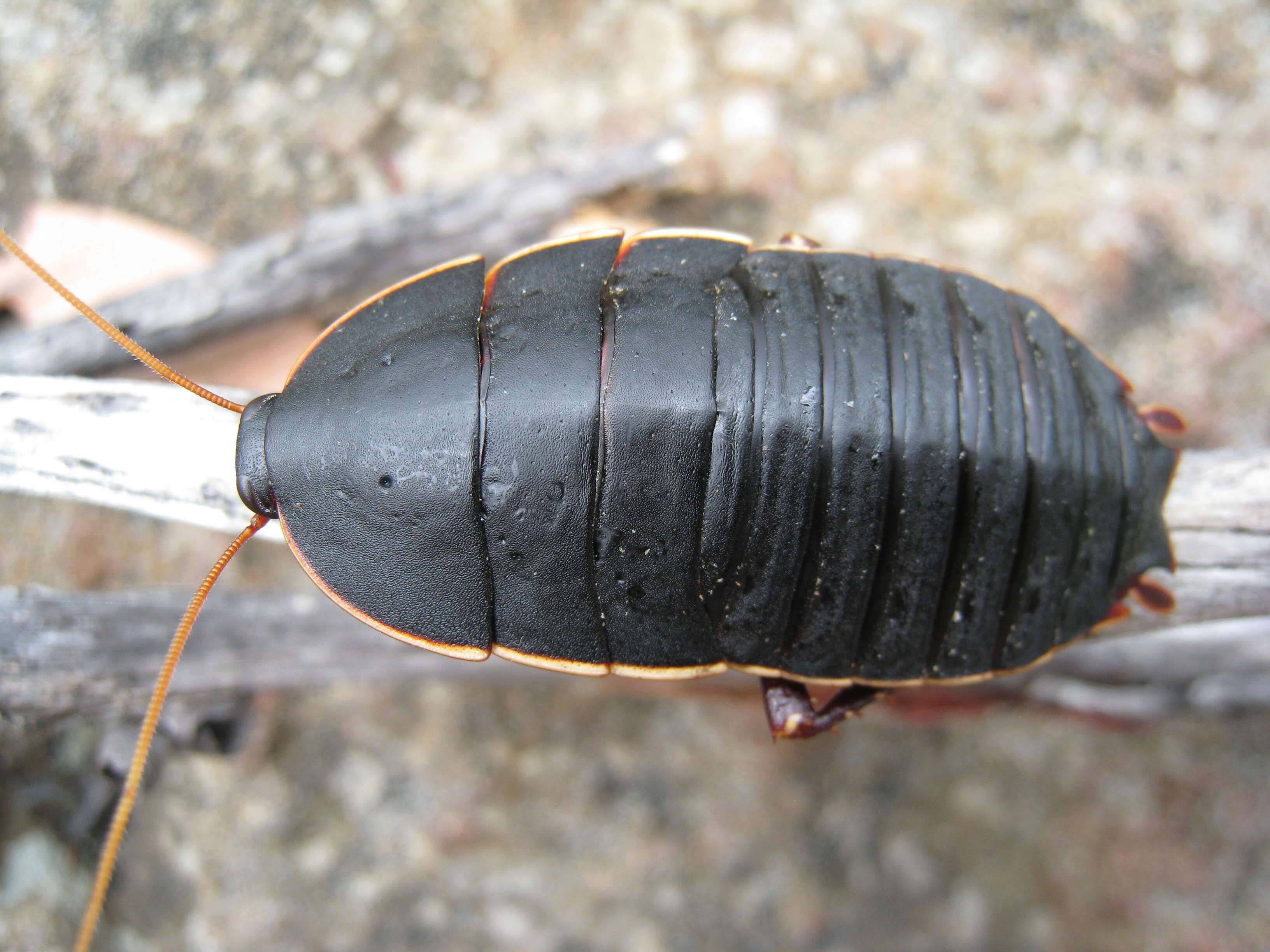 Image of bush cockroach