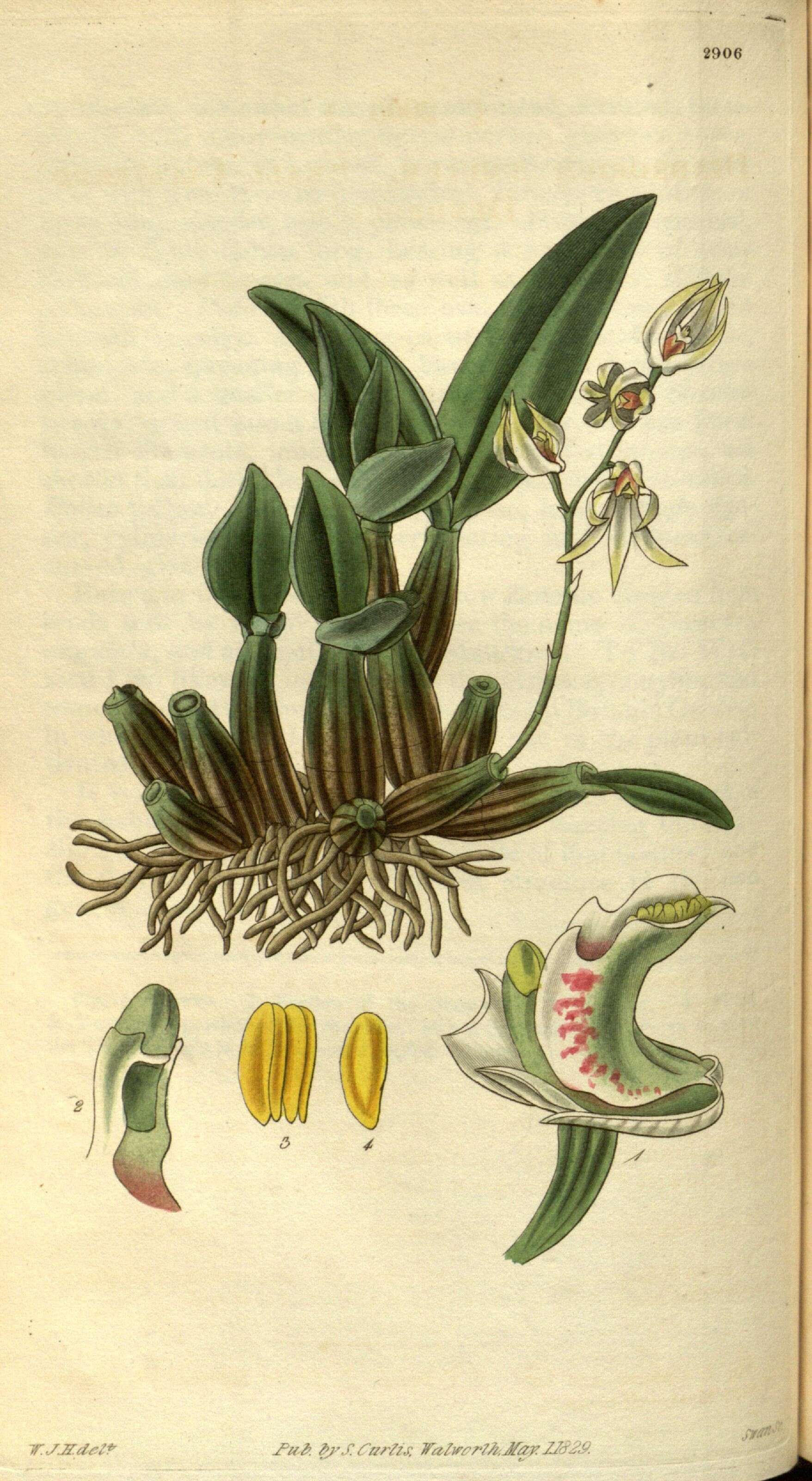 Imagem de Dendrobium aemulum R. Br.