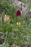 Image of Rein Orchids