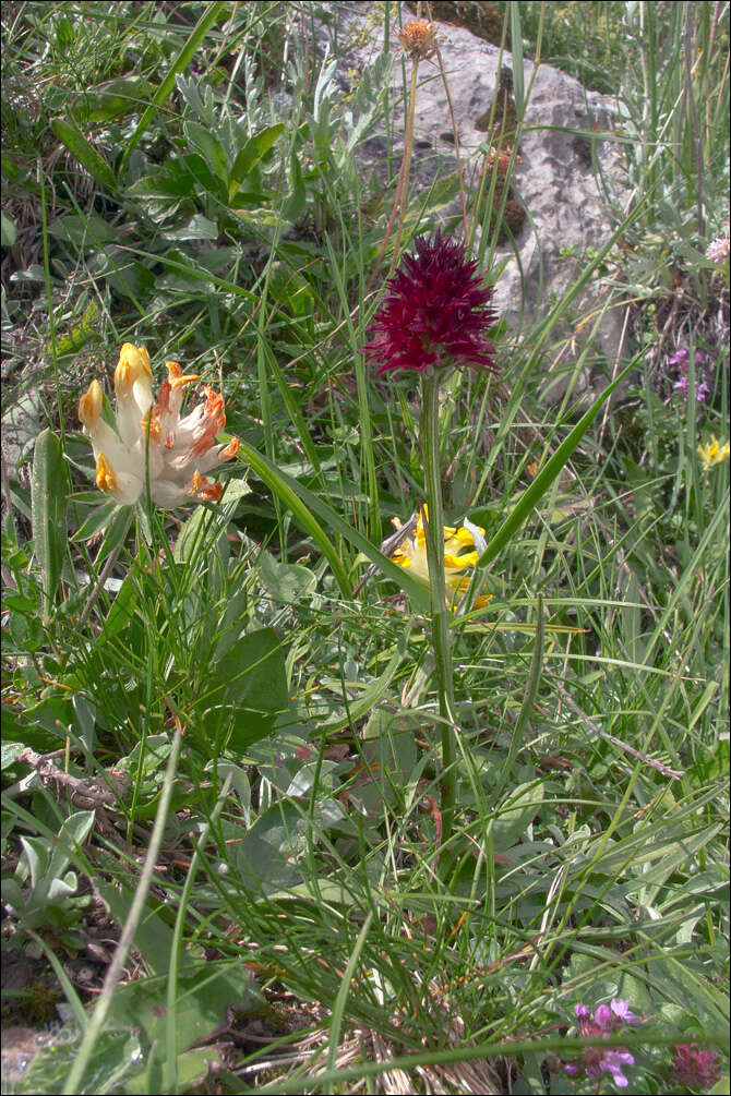 صورة Gymnadenia rhellicani (Teppner & E. Klein) Teppner & E. Klein