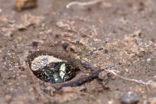 Cicindela (Calomera) littoralis Fabricius 1787 resmi