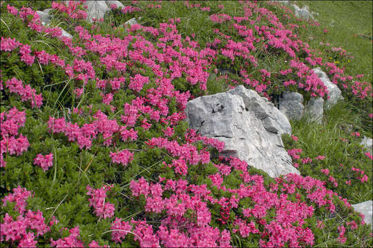 صورة Rhododendron hirsutum L.