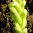 Image of Discyphus scopulariae (Rchb. fil.) Schltr.