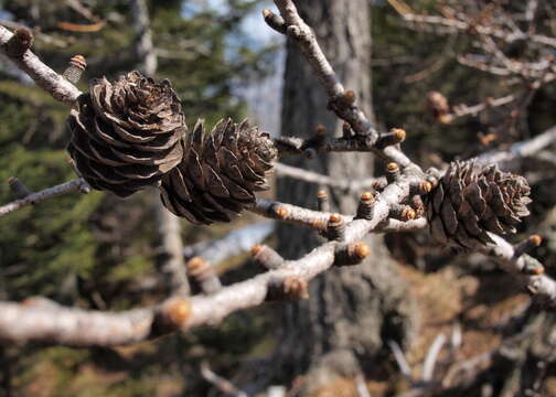 Plancia ëd Larix decidua Mill.