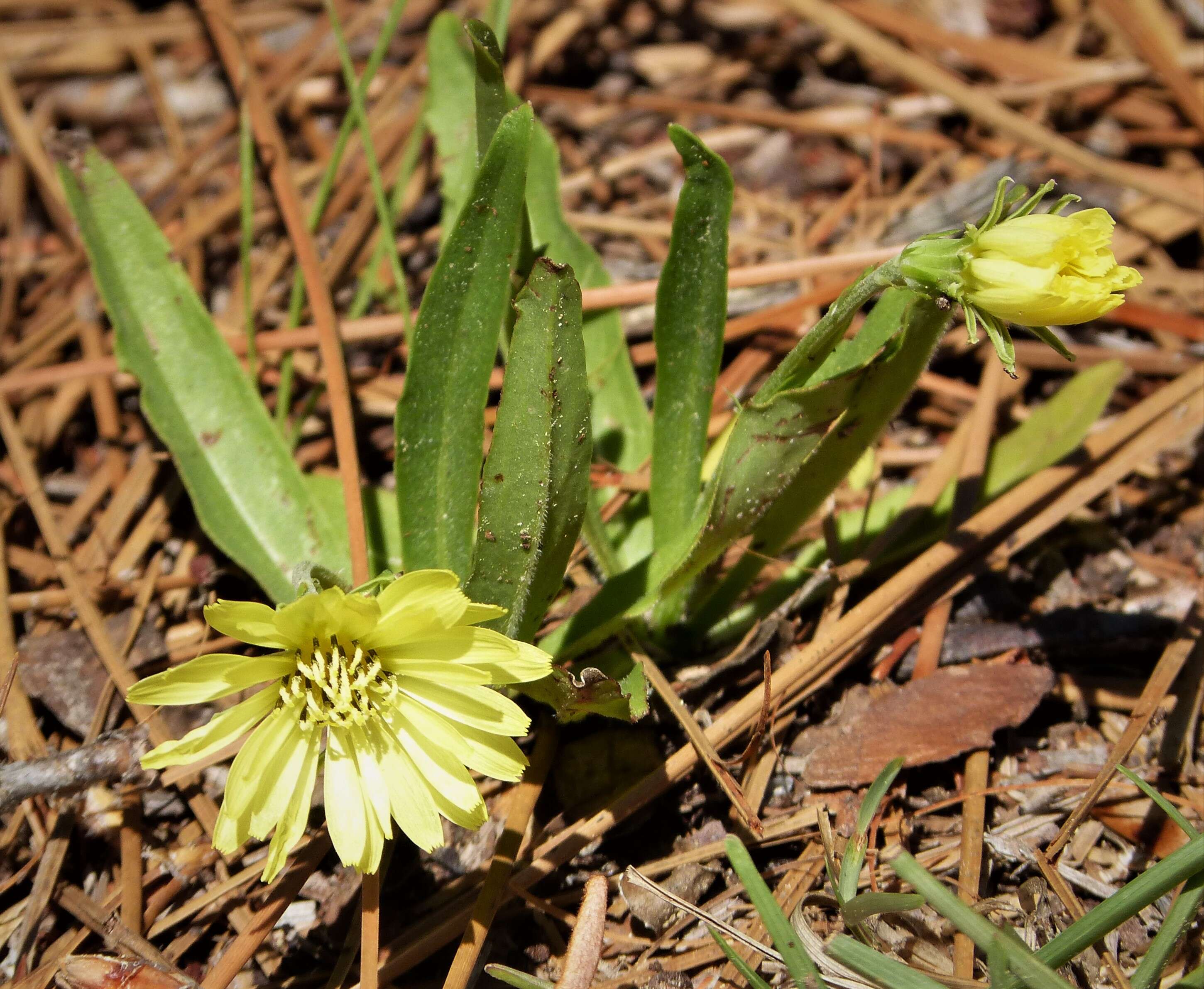 Image of Carolina desert-chicory