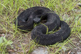 Image of Crotalus Linnaeus 1758