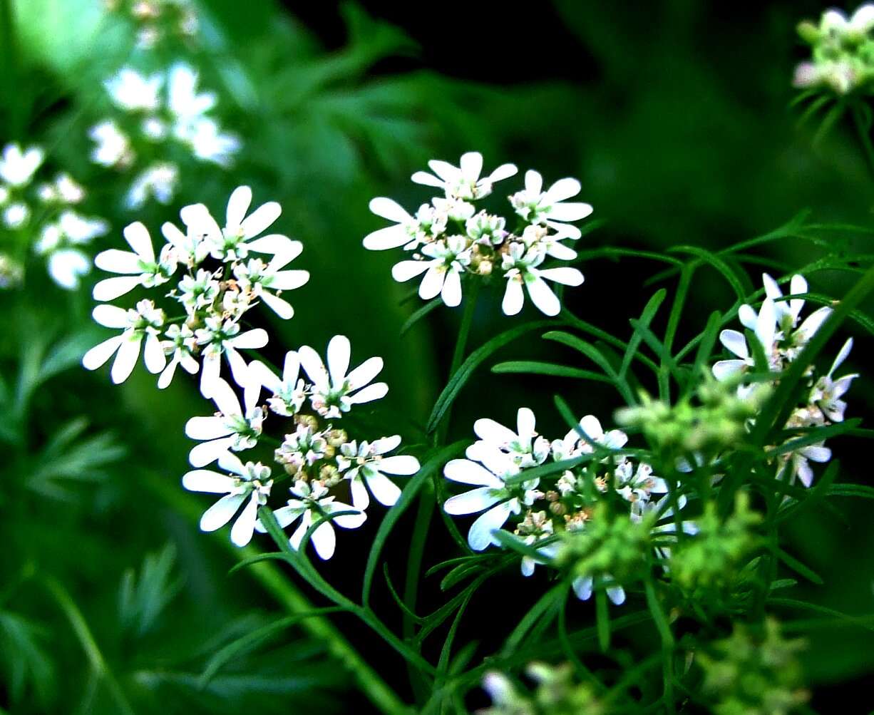 Image of coriander