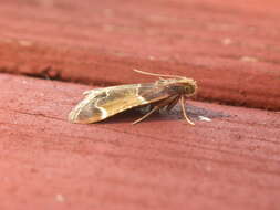 Image of Meal Moth