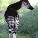 Image of Okapi