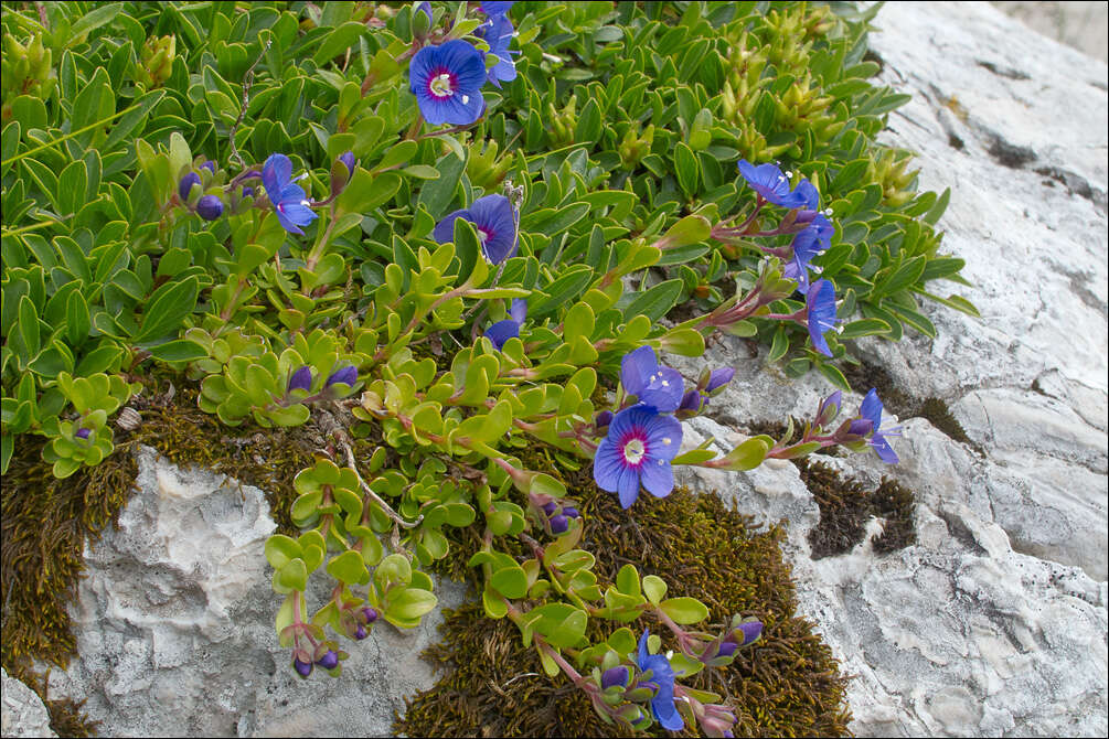 Image of woodystem speedwell