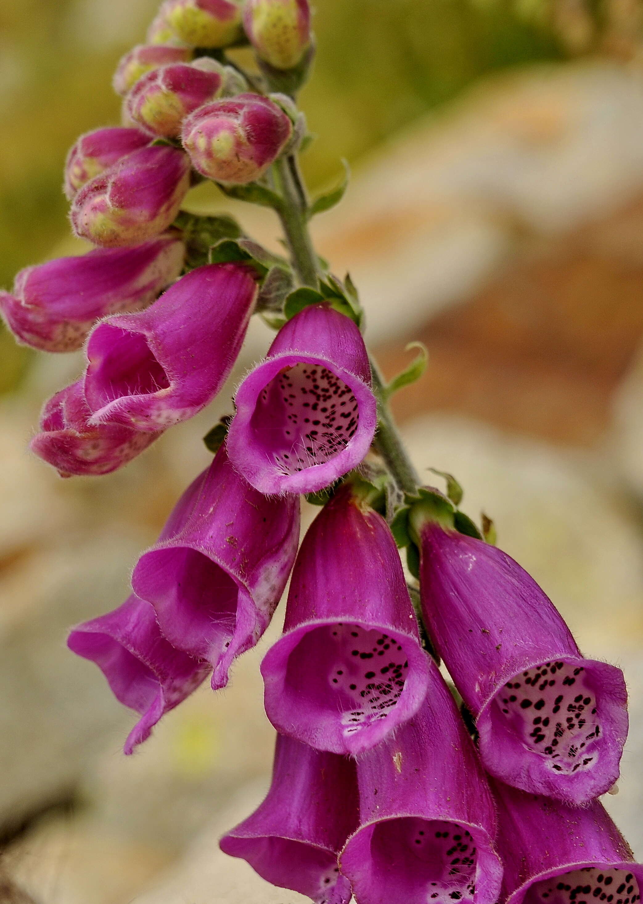 Image de Digitalis purpurea subsp. purpurea