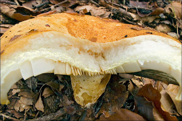 Image of Milk Cap Mushrooms