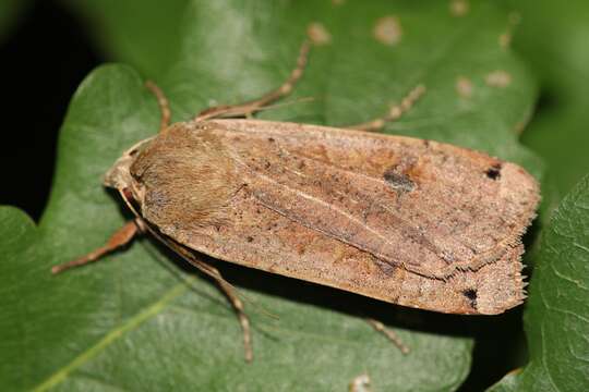 Image of Large Yellow Underwing