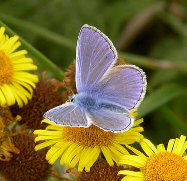 Image of Polyommatus