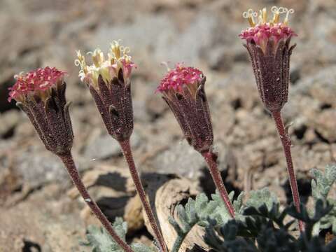 Image of pincushion