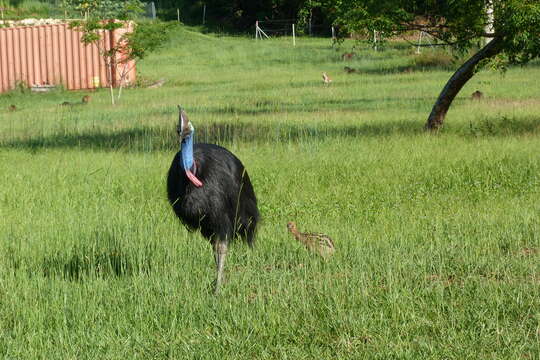 Image of Southern Cassowary