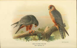 Image of Red-footed Falcon