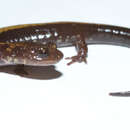 Image of Shenandoah Salamander