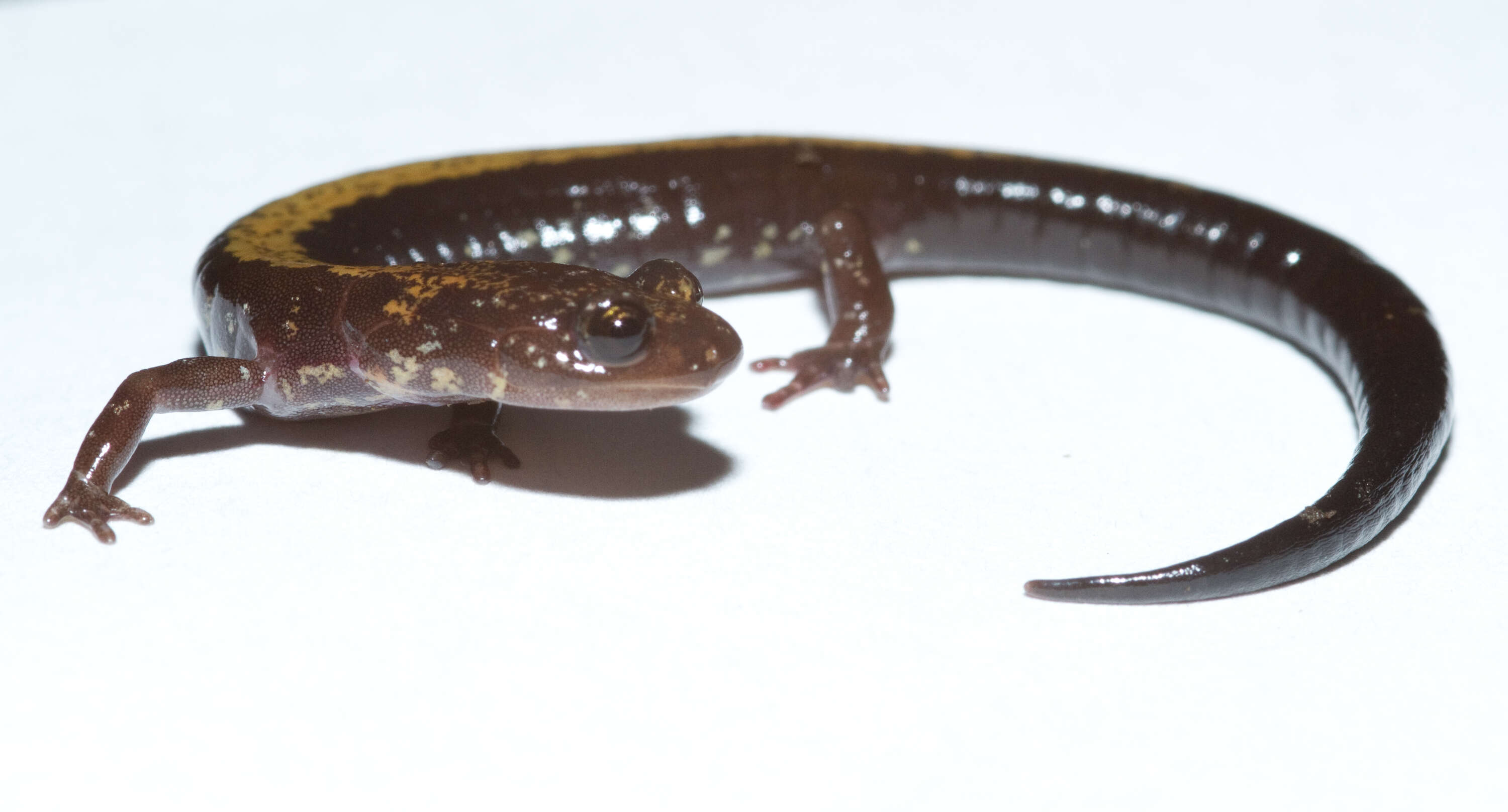 Image of Woodland salamander