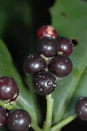 Image of Ardisia nigrovirens Macbride