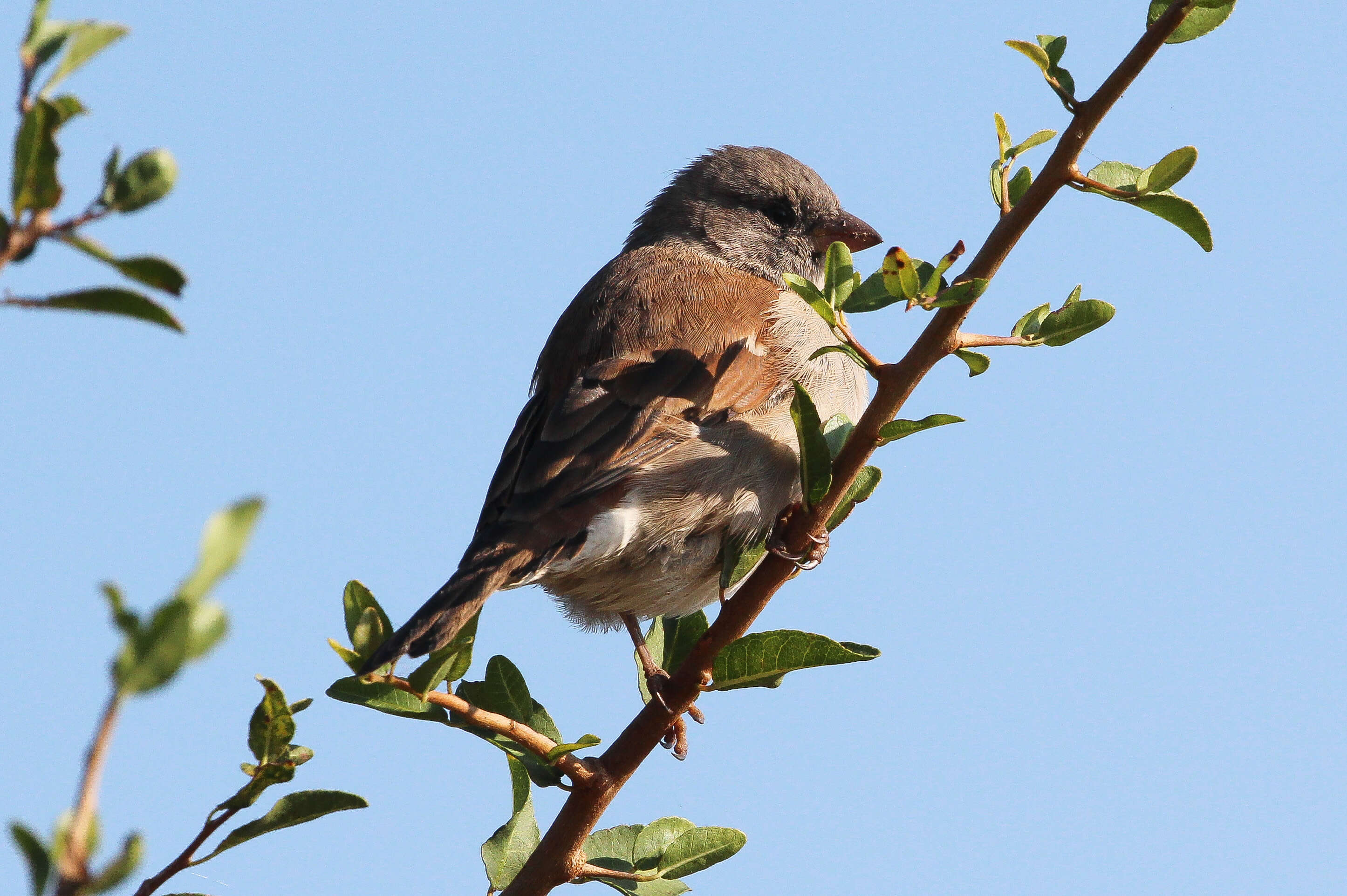 Image of Cape Sparrow