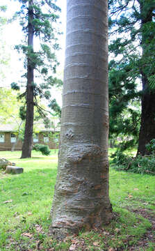 Image of Queensland Kauri Pine