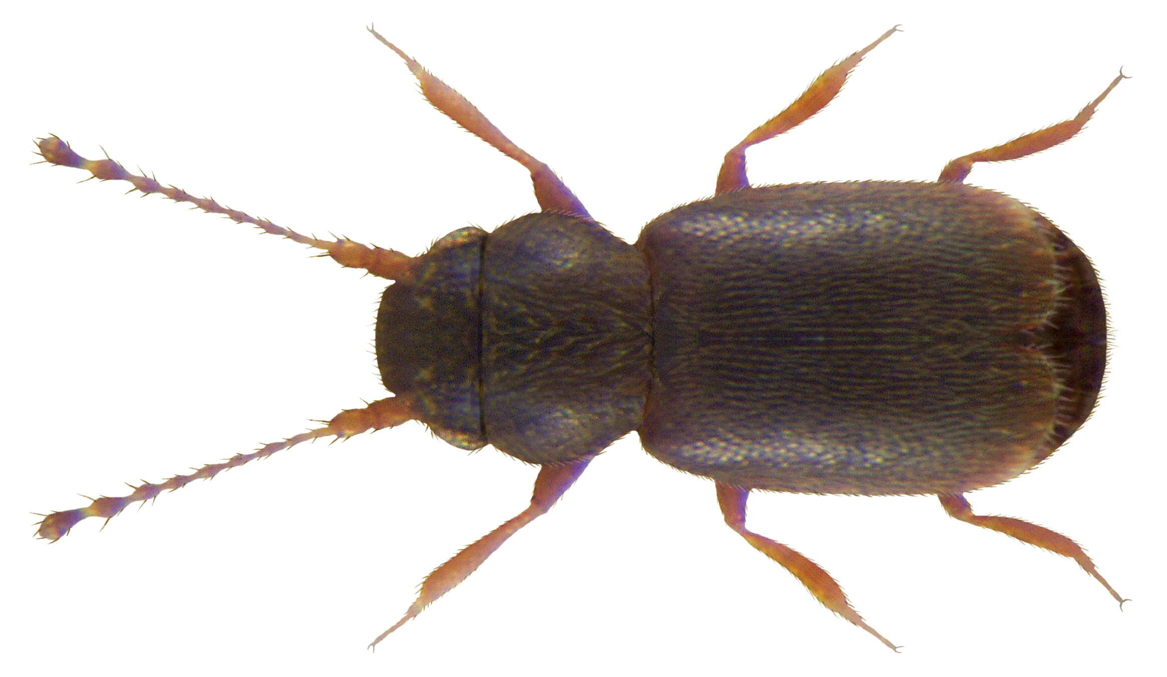 Image of featherwing beetles