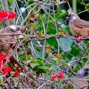 Image of Speckled Mousebird