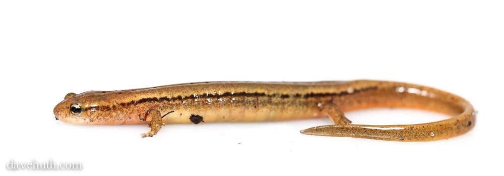 Image of Brook salamander