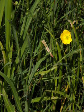 Image of Greater Spearwort