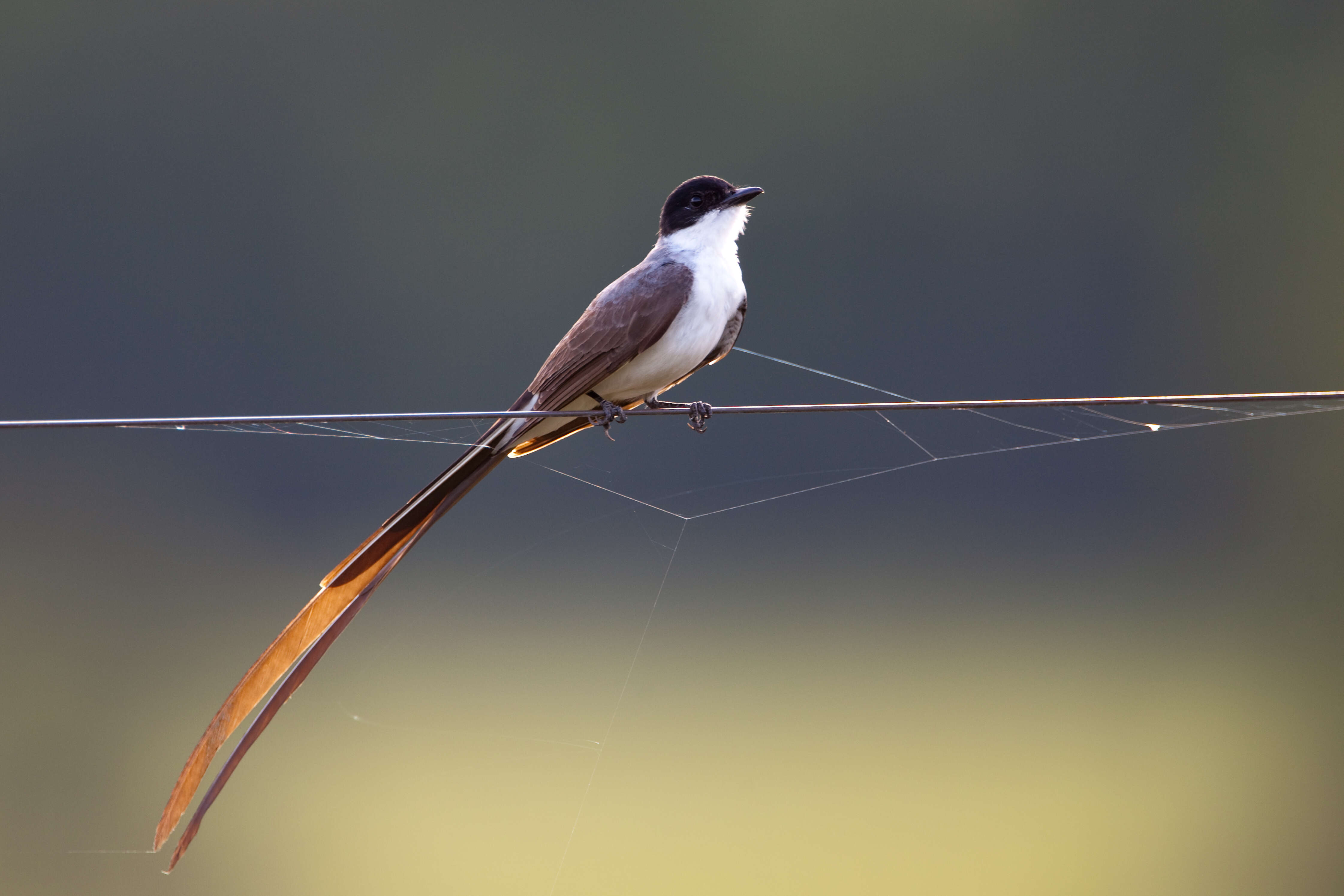 Image of Fork-tailed Flycatcher