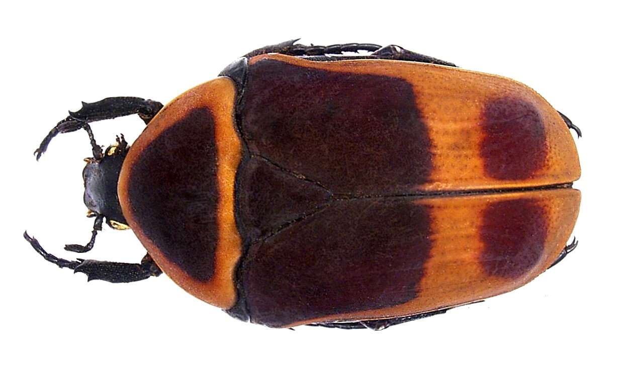 Image of Pachnoda marginata (Drury 1773)