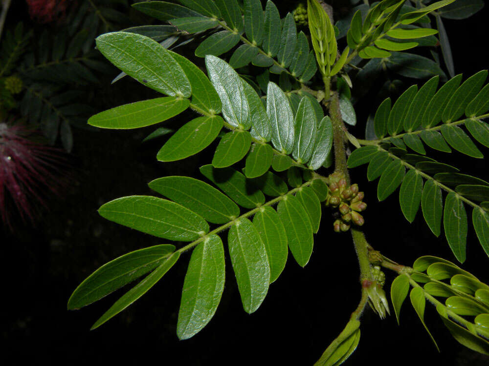 Imagem de Calliandra haematocephala Hassk.