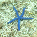 White Finger Starfish Linckia Laevigata (3 starfish approx. 3+ inches