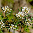 Image of Ozothamnus thyrsoideus DC.