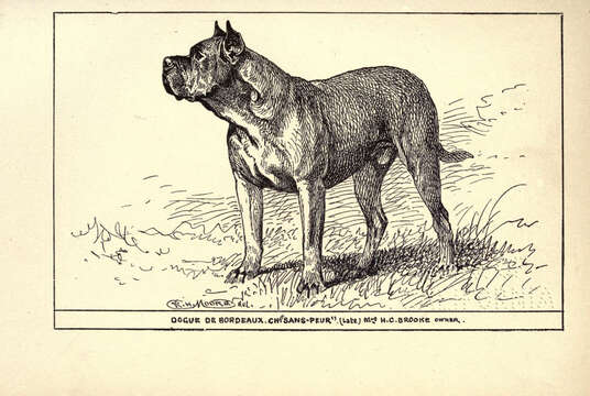 Plancia ëd Canis lupus familiaris Linnaeus 1758