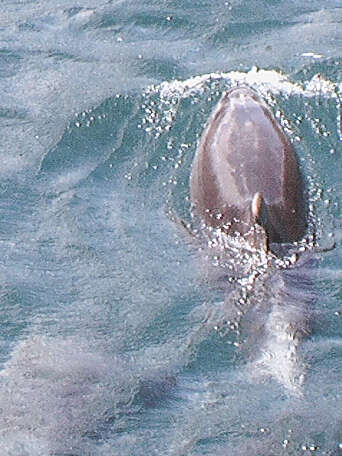 Слика од клунест делфин
