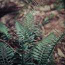 Image of Lomaria nuda (Labill.) Willd.