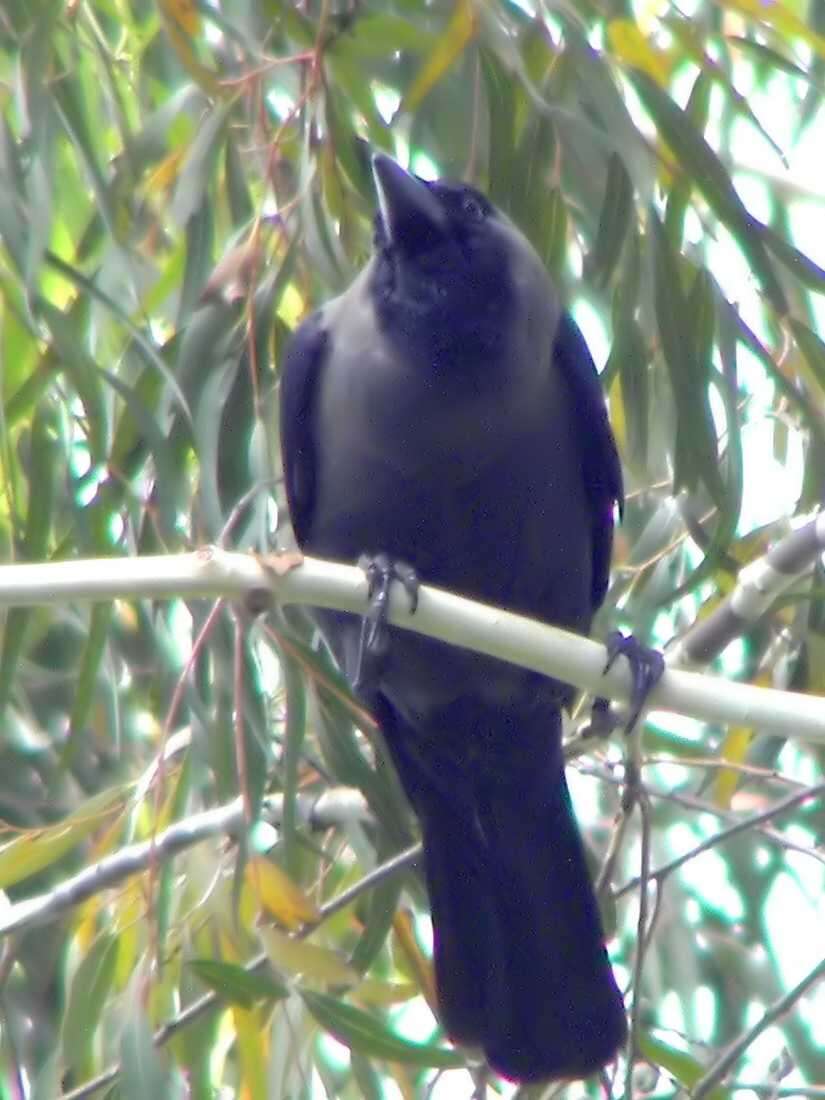 Image of Corvus macrorhynchos