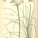 Image of Nerine filifolia Baker