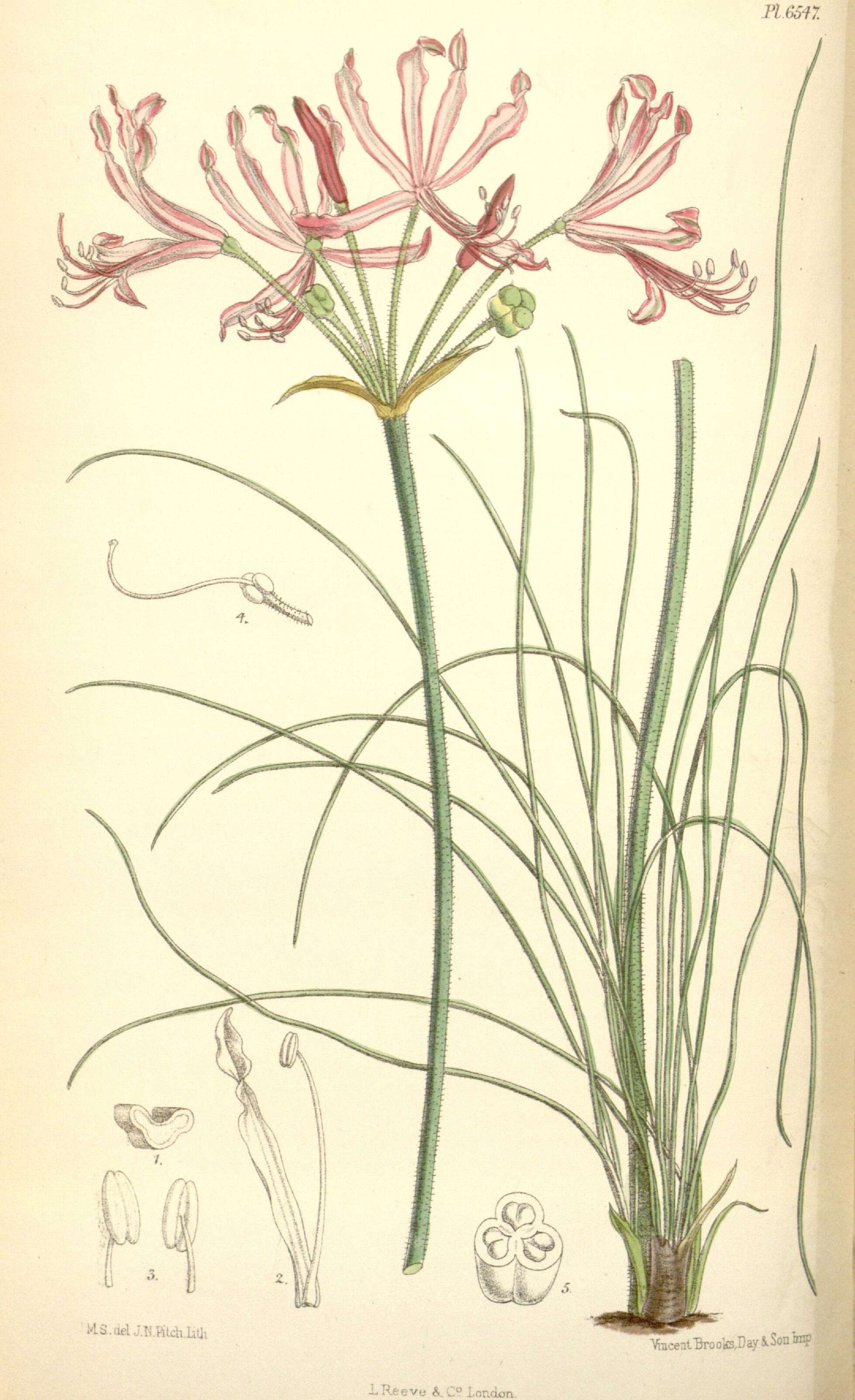 Image of Nerine filifolia Baker